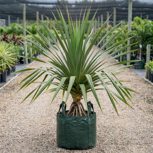 Red Edge Pandanus - Pandanus utilis 'Red Edge'