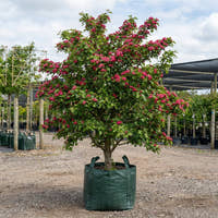 Red Flowering Hawthorn - Crataegus laevigata ‘Paul’s Scarlet’
