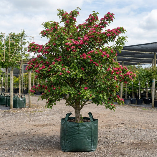 Red Flowering Hawthorn - Crataegus laevigata ‘Paul’s Scarlet’