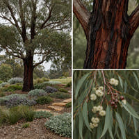 Red Ironbark - Eucalyptus sideroxylon ‘Rosea’