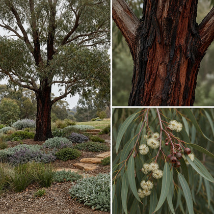 Red Ironbark - Eucalyptus sideroxylon ‘Rosea’