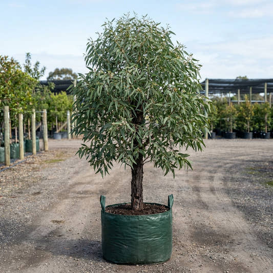 Red Ironbark - Eucalyptus sideroxylon ‘Rosea’