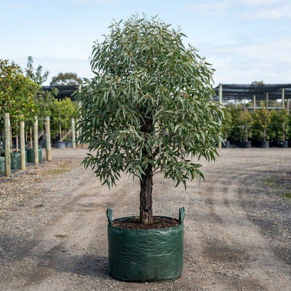 Red Ironbark - Eucalyptus sideroxylon ‘Rosea’