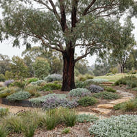 Red Ironbark - Eucalyptus sideroxylon ‘Rosea’