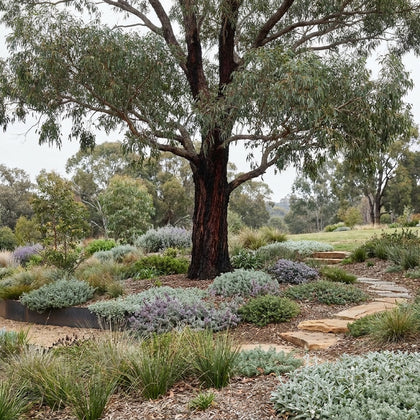 Red Ironbark - Eucalyptus sideroxylon ‘Rosea’