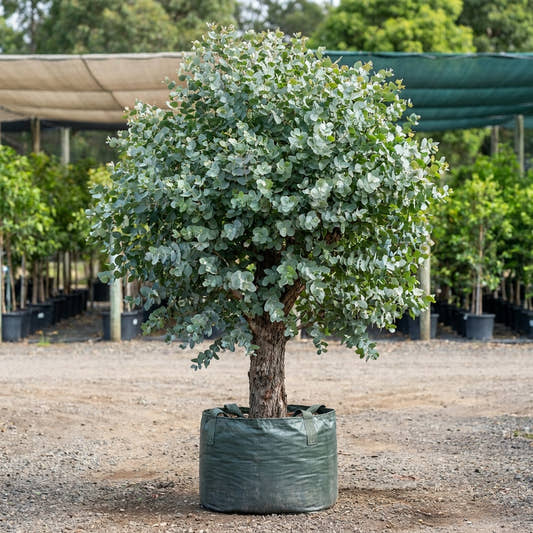 Red Ironbark - Eucalyptus tricarpa