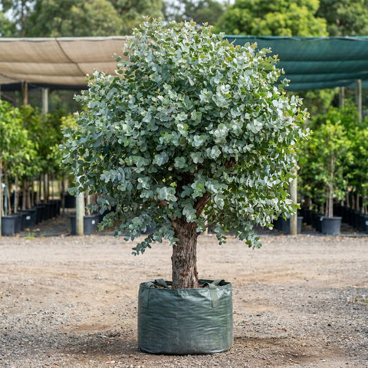 Red Ironbark - Eucalyptus tricarpa
