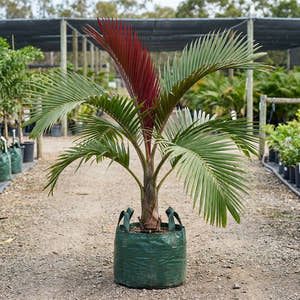 Red Leaf Palm - Chambeyronia macrocarpa