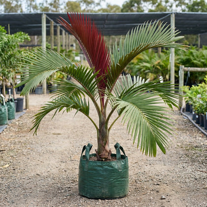 Red Leaf Palm - Chambeyronia macrocarpa
