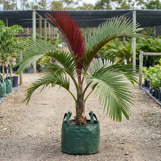 Red Leaf Palm - Chambeyronia macrocarpa