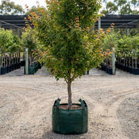 Red Maple - Acer rubrum ‘Autumn Red’