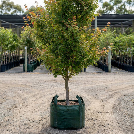 Red Maple - Acer rubrum ‘Autumn Red’