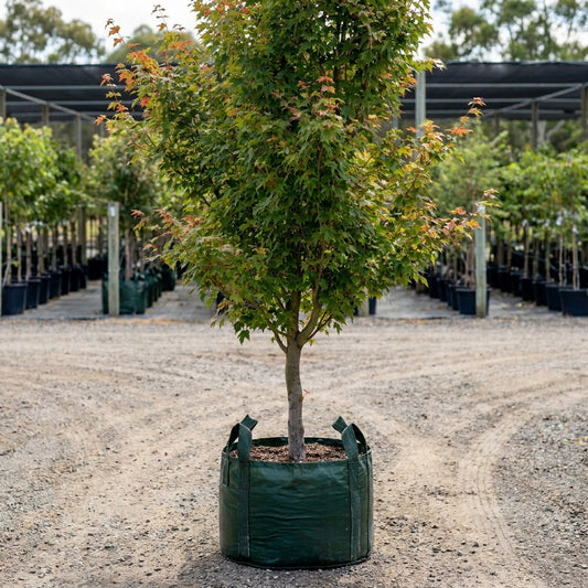 Red Maple - Acer rubrum ‘Autumn Red’