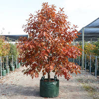 Red Oak - Quercus rubra