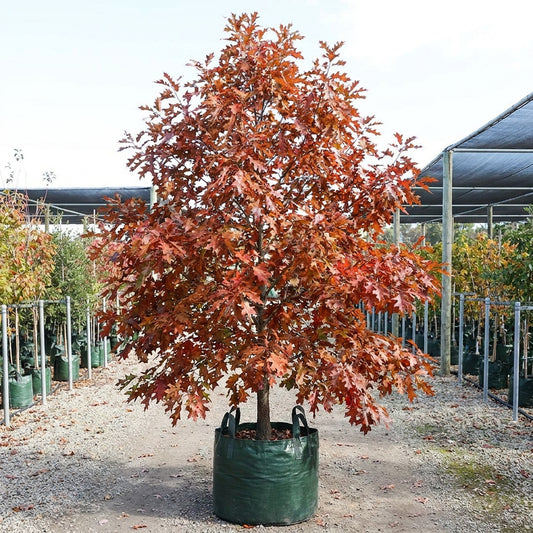 Red Oak - Quercus rubra