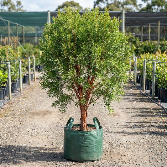 Red Paperbark - Melaleuca viridiflora