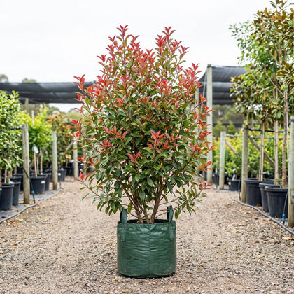 Red Robin Photinia - Photinia fraserii