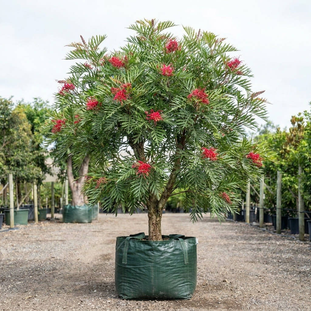Red Silky Oak - Grevillea banksii