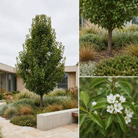 Red Spire Ornamental Pear - Pyrus calleryana ‘Red Spire’