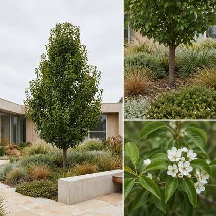 Red Spire Ornamental Pear - Pyrus calleryana 'Red Spire'