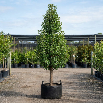 Red Spire Ornamental Pear - Pyrus calleryana 'Red Spire'