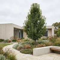 Red Spire Ornamental Pear - Pyrus calleryana ‘Red Spire’