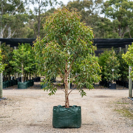Red Spotted Gum - Eucalyptus mannifera ‘Maculosa’