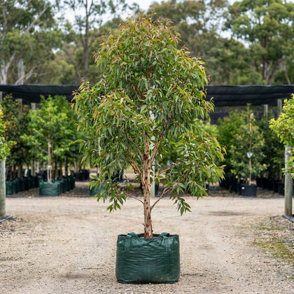Red Spotted Gum - Eucalyptus mannifera ‘Maculosa’