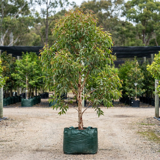 Red Spotted Gum - Eucalyptus mannifera ‘Maculosa’