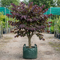 Redbud - Cercis canadensis ‘Merlot’