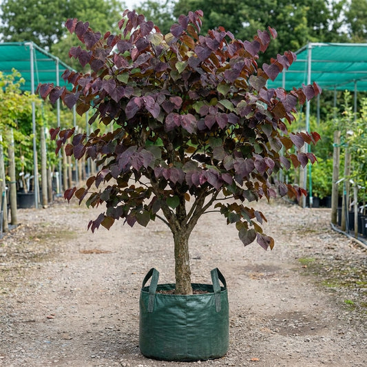 Redbud - Cercis canadensis ‘Merlot’