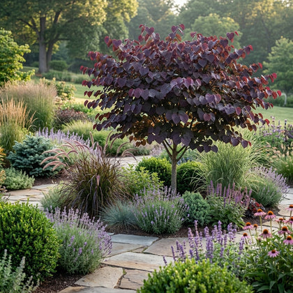 Redbud - Cercis canadensis ‘Merlot’