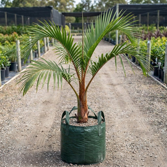 Redneck Palm - Dypsis lastelliana