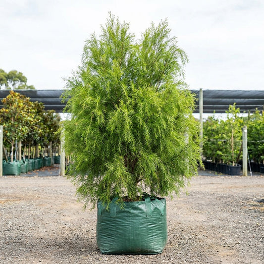Revolution Green Melaleuca - Melaleuca bracteata 'Revolution Green'