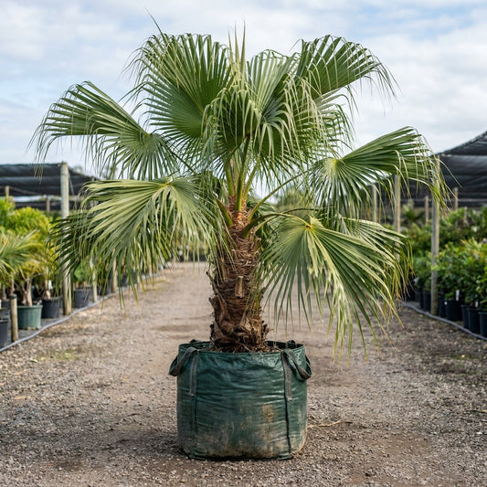 Ribbon Fan Palm - Livistona decora