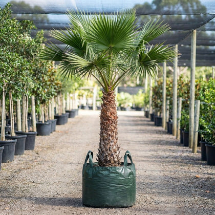 Rigid Fan Palm - Livistona rigida