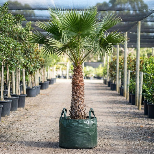 Rigid Fan Palm - Livistona rigida