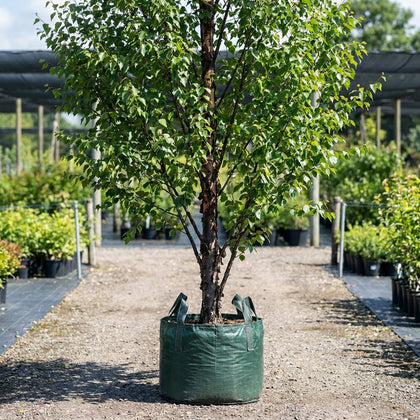 River Birch - Betula nigra