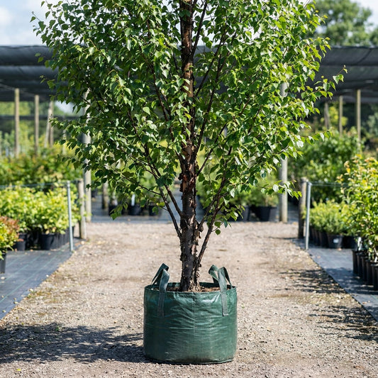 River Birch - Betula nigra