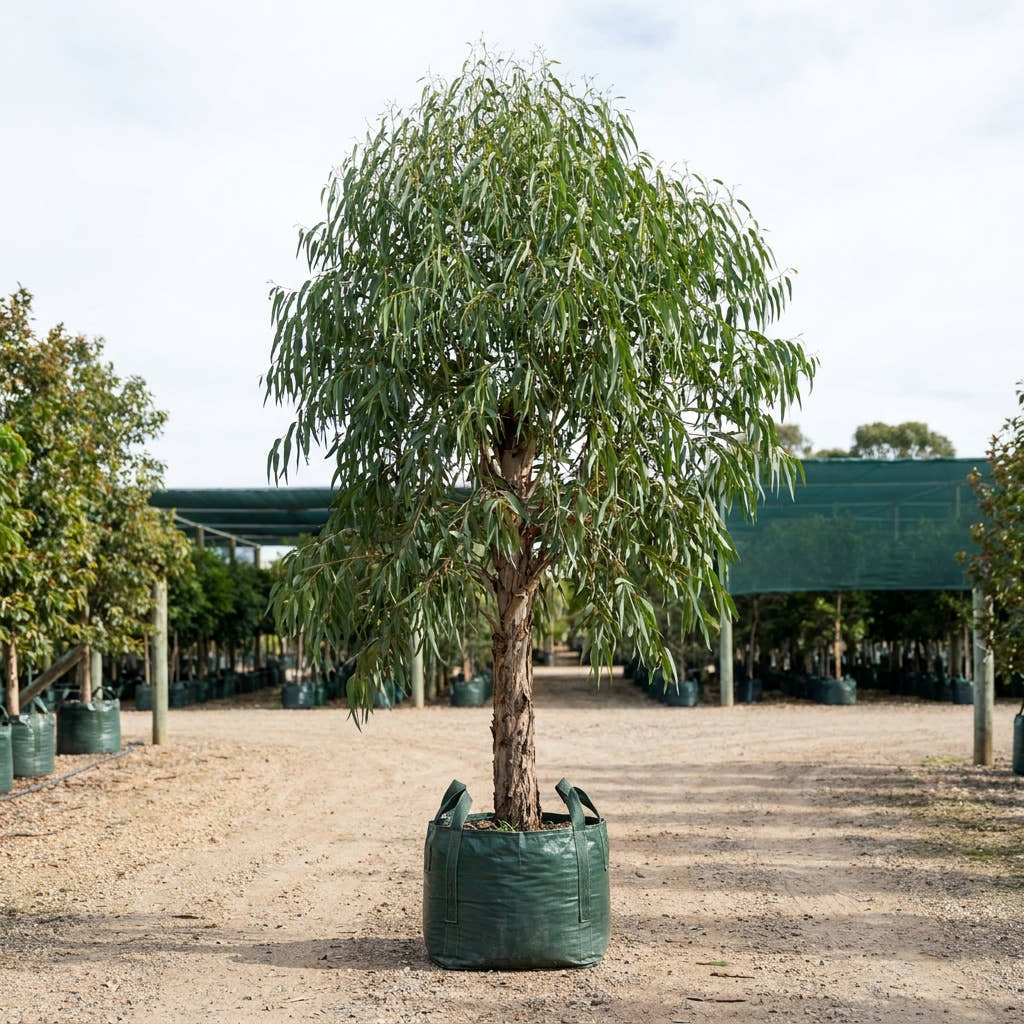 River Red Gum - Eucalyptus camaldulensis