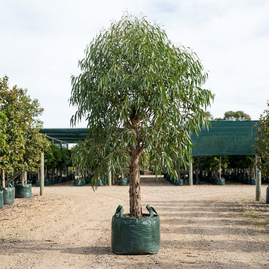 River Red Gum - Eucalyptus camaldulensis