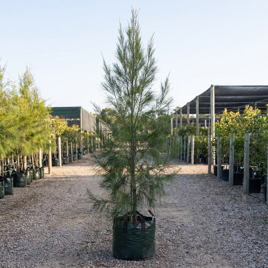 River She Oak - Casuarina cunninghamiana
