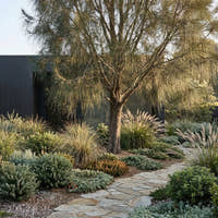 River She Oak - Casuarina cunninghamiana
