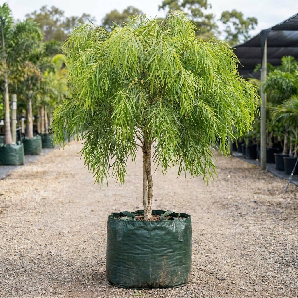 River Wattle Lime Magik - Acacia cognata ‘Lime Magik’