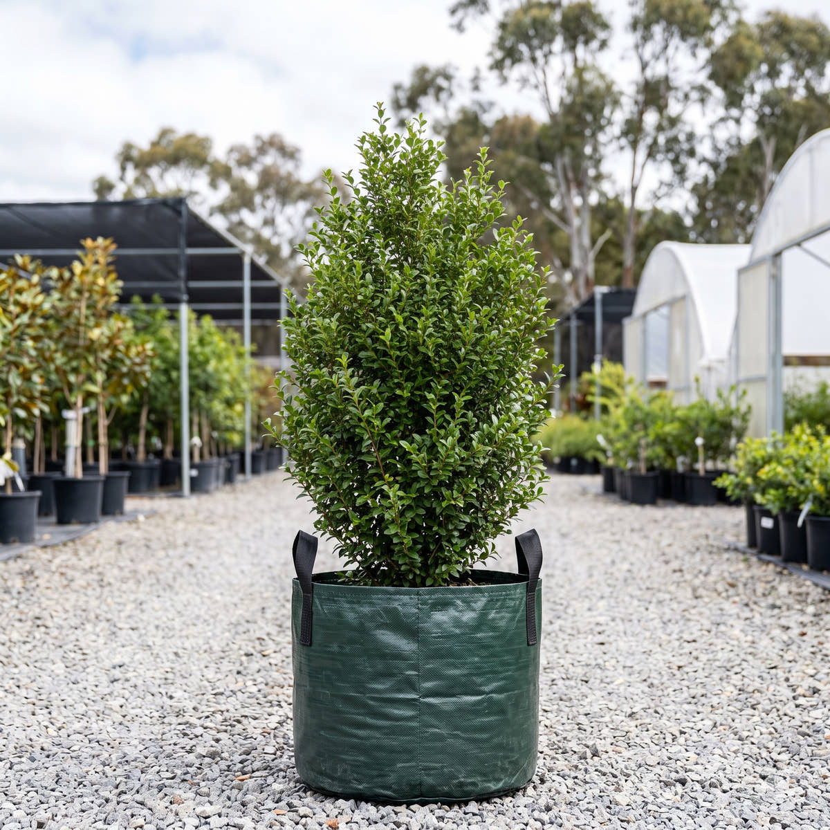Box Leaf Privet - Ligustrum vulgare ‘Buxifolium’