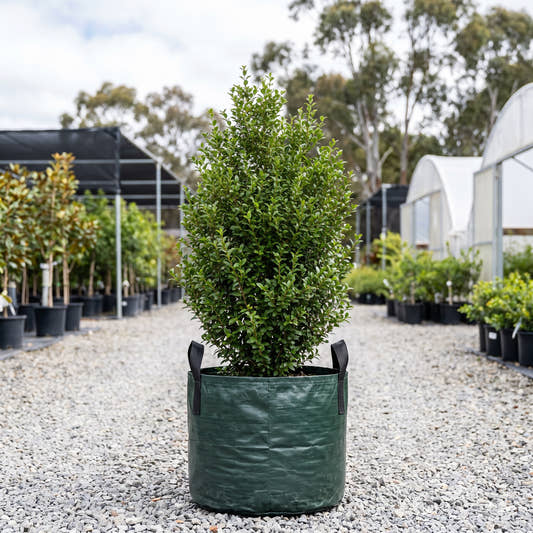 Box Leaf Privet - Ligustrum vulgare ‘Buxifolium’