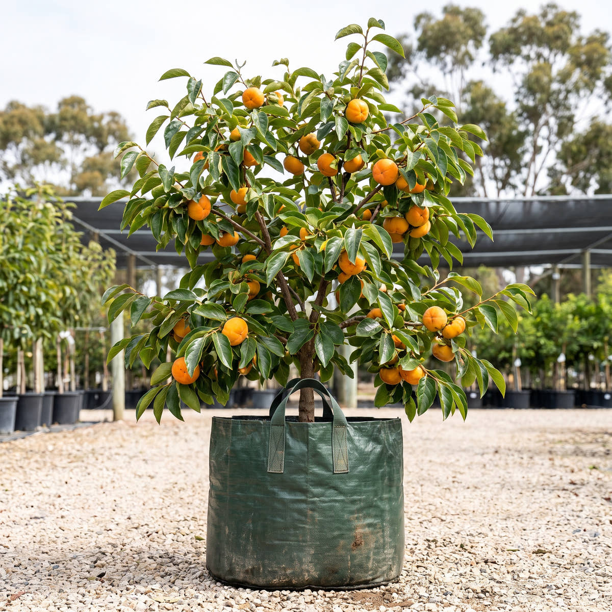 Jiro Dwarf Persimmon - Diospyros kaki ‘Jiro’