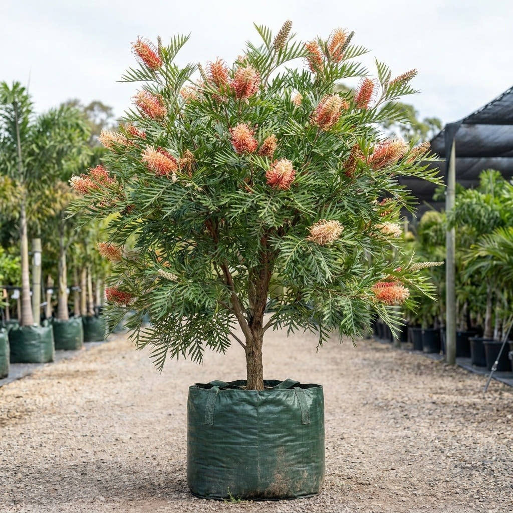 Robyn Gordon Grevillea - Grevillea bipinnatifida x banksii ‘Robyn Gordon’