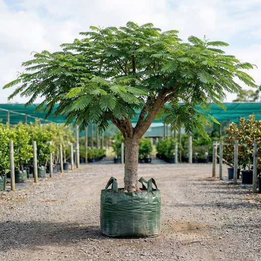 Royal Poinciana - Delonix regia