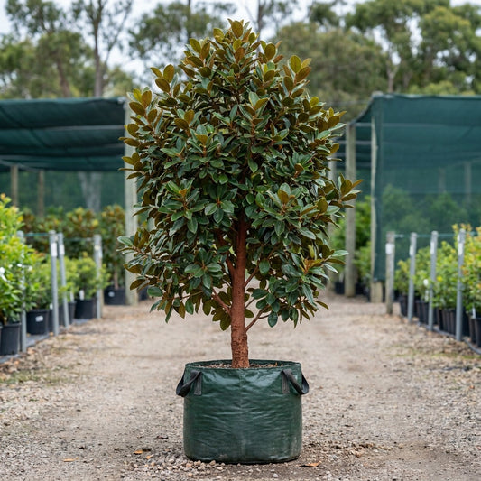 Rusty Fig Tree - Ficus rubiginosa